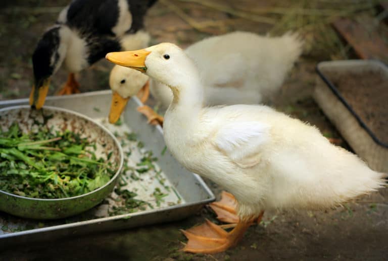 Do Ducks Eat Lettuce? The Complete Guide Pets Gal