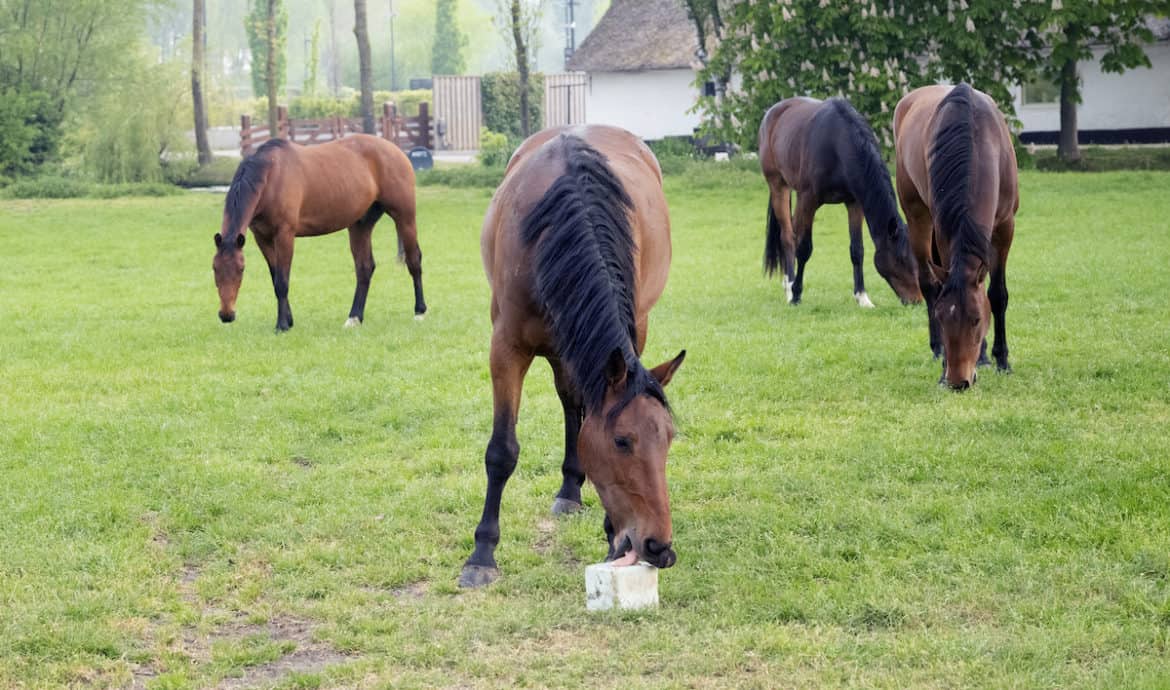 The 5 Best Salt Blocks For Horses Pets Gal