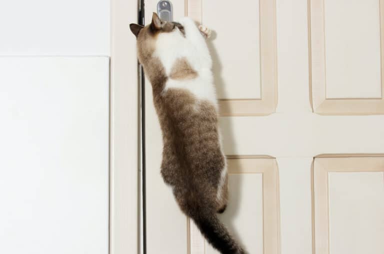 Can Cats Open Doors? What You Need To Know Pets Gal