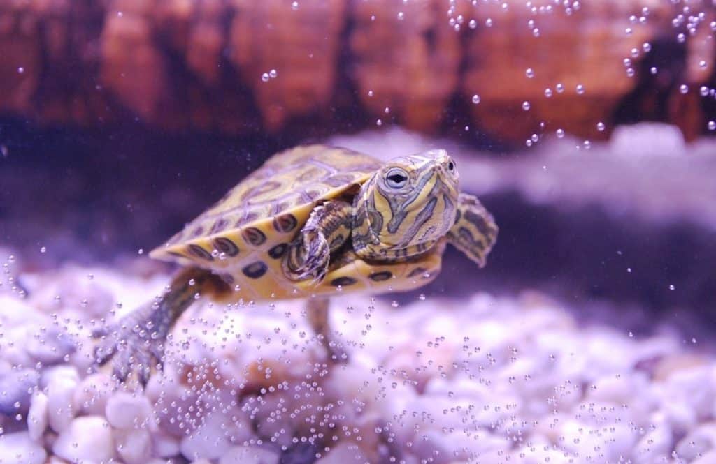 Can Turtles Eat Shrimp? - 5 Best Dried Shrimp For Turtles - Pets Gal