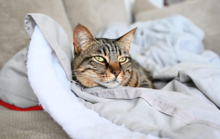 why-do-cats-knead-and-bite-blankets-pets-gal