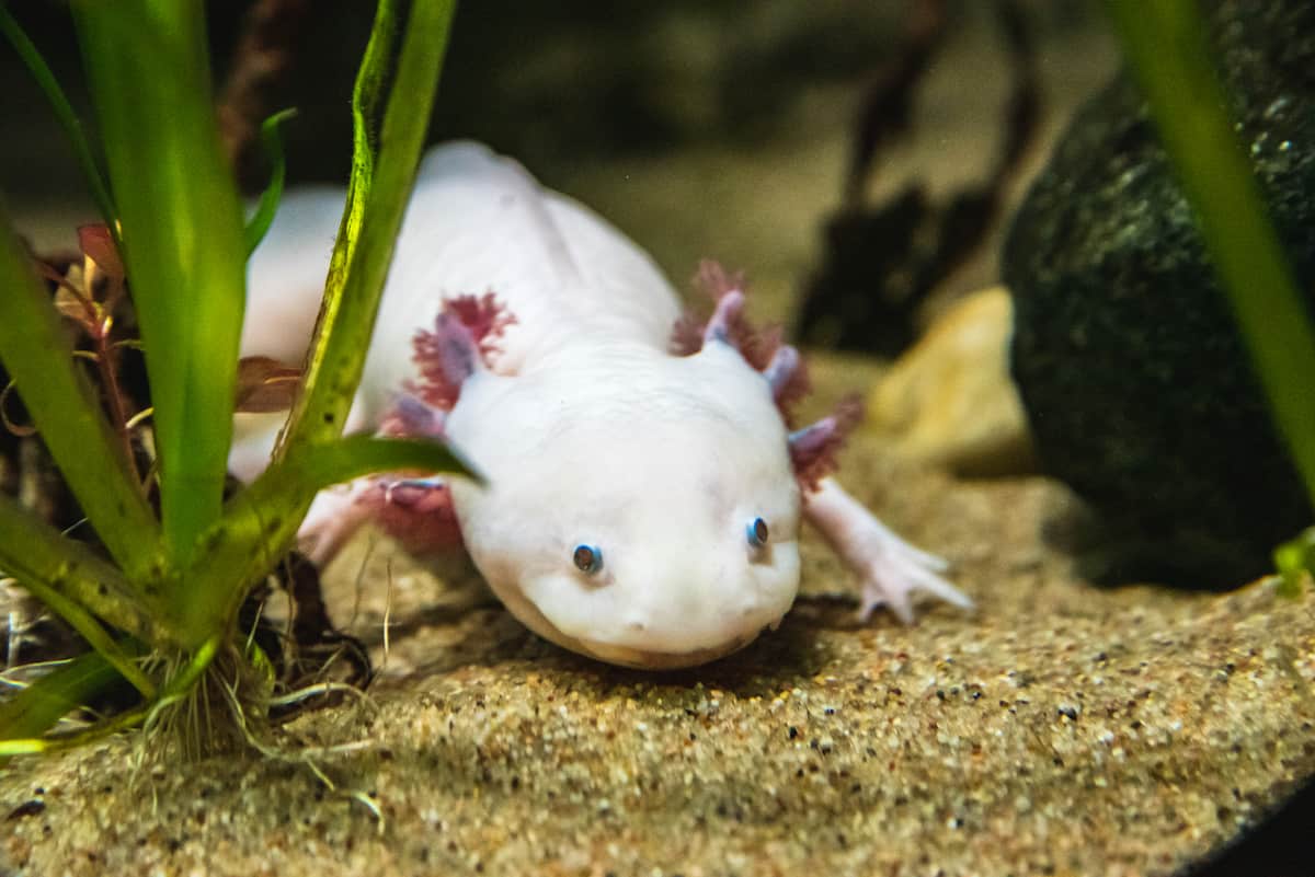 What Kind Of Fish Can Axolotls Live With? Riyadel Jannah