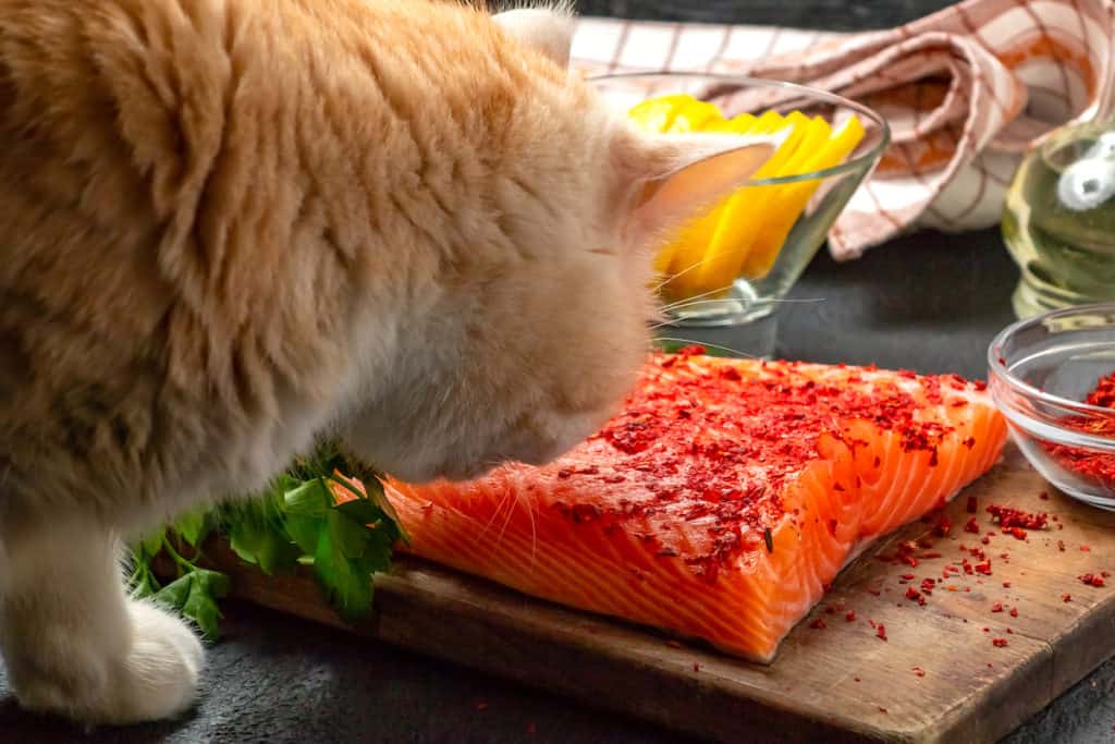 can cat eat raw salmon