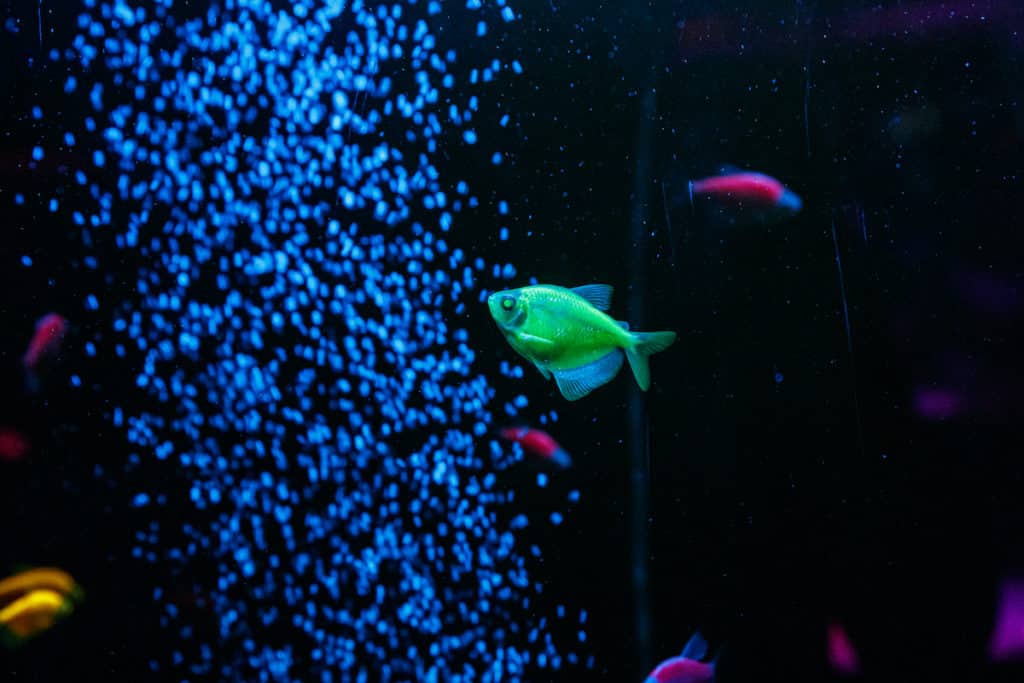 Do GloFish Need Light At Night? - Pets Gal