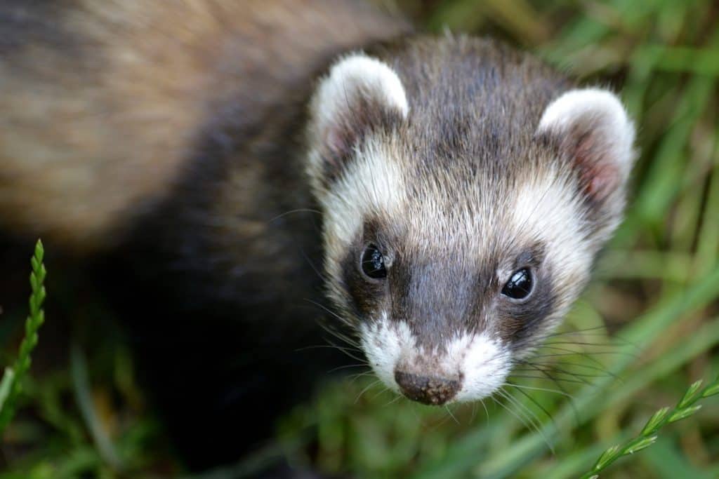 How Big Do Ferrets Get? - Pets Gal