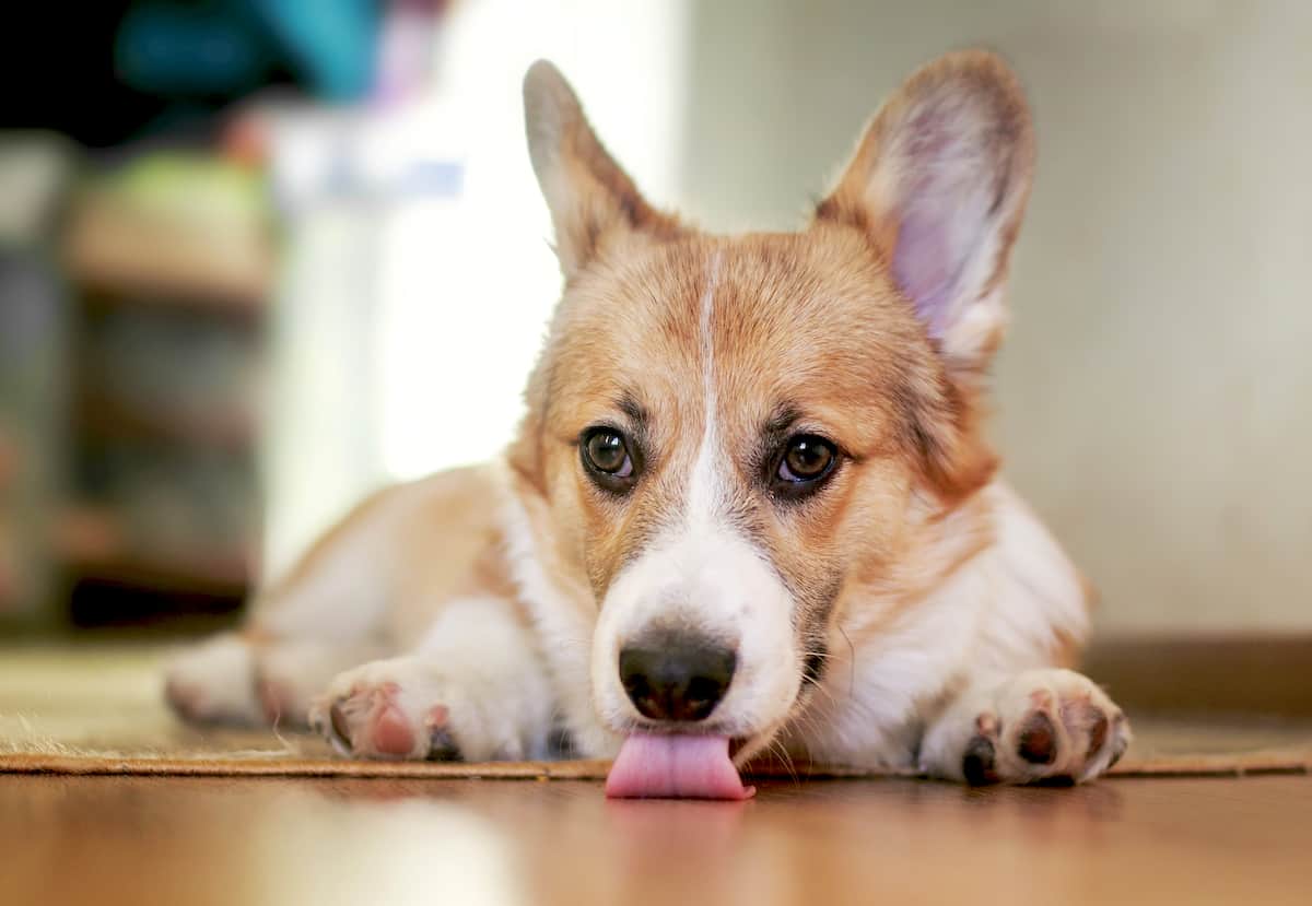 Why Does My Dog Lick The Floor After Eating Pets Gal