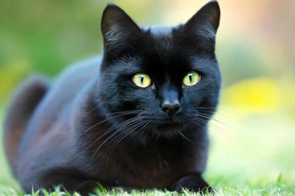 9 Cat Breeds With Very Long Legs - With Pictures! - Pets Gal