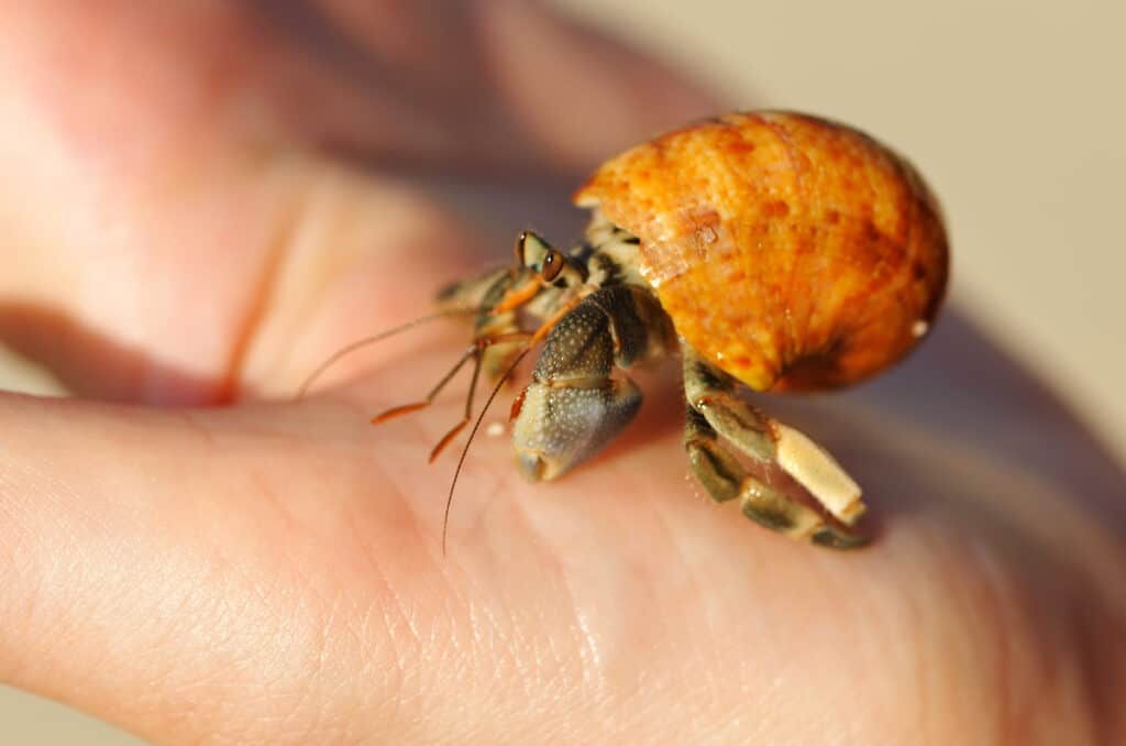 can-hermit-crabs-eat-celery-pets-gal