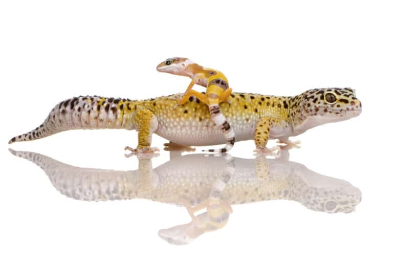 How Fast Do Leopard Geckos Grow? - Growth Guide - Pets Gal