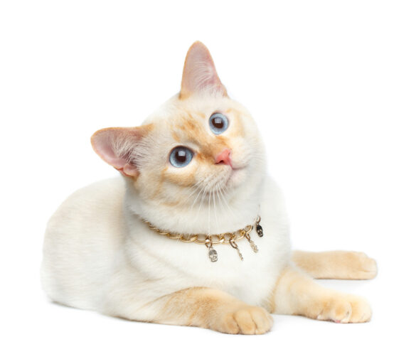 Flame Point Siamese Cat - Everything You Need To Know - Pets Gal