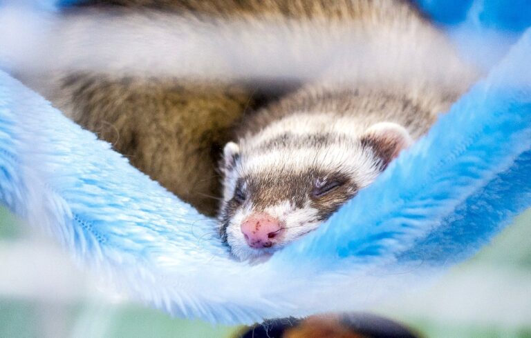 Ferrets Sleeping - The Only Guide You Need - Pets Gal