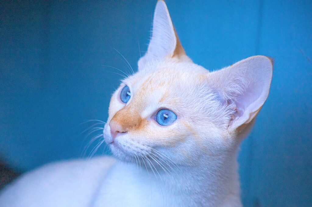 Flame Point Siamese Cat - Everything You Need To Know - Pets Gal