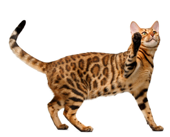 9 Cat Breeds With Very Long Legs - With Pictures! - Pets Gal