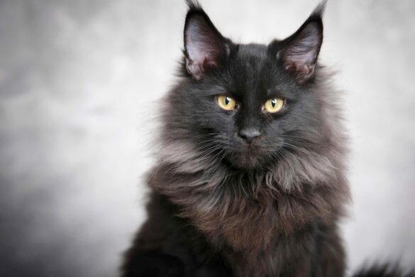 Are Black Cats Hypoallergenic? - Pets Gal