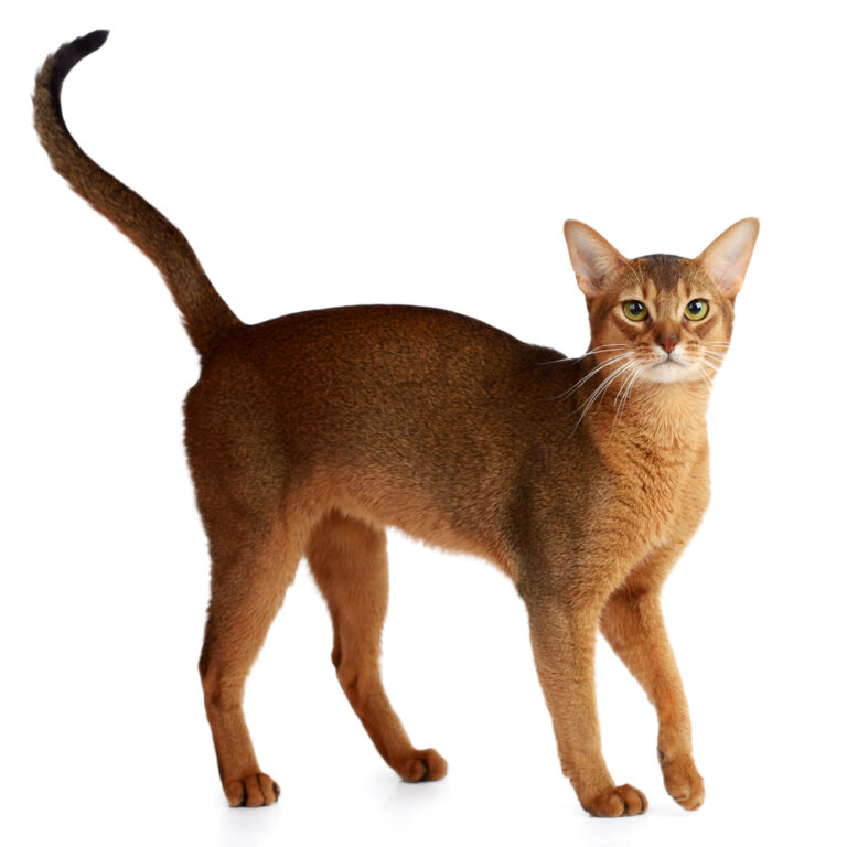 9 Cat Breeds With Very Long Legs - With Pictures! - Pets Gal