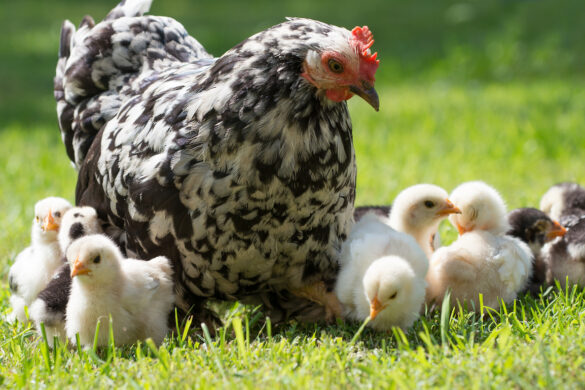 Do Chickens Have A Tongue? - Pets Gal