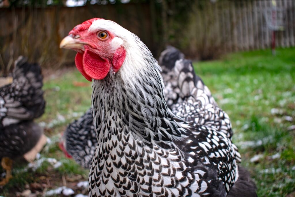 Do Chickens Have A Tongue? - Pets Gal