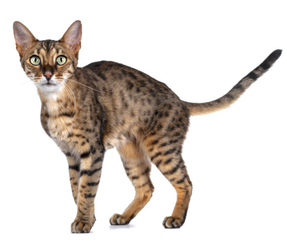 9 Cat Breeds With Very Long Legs - With Pictures! - Pets Gal