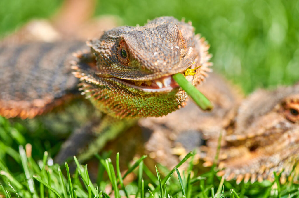 Best Greens For Bearded Dragons - Pets Gal