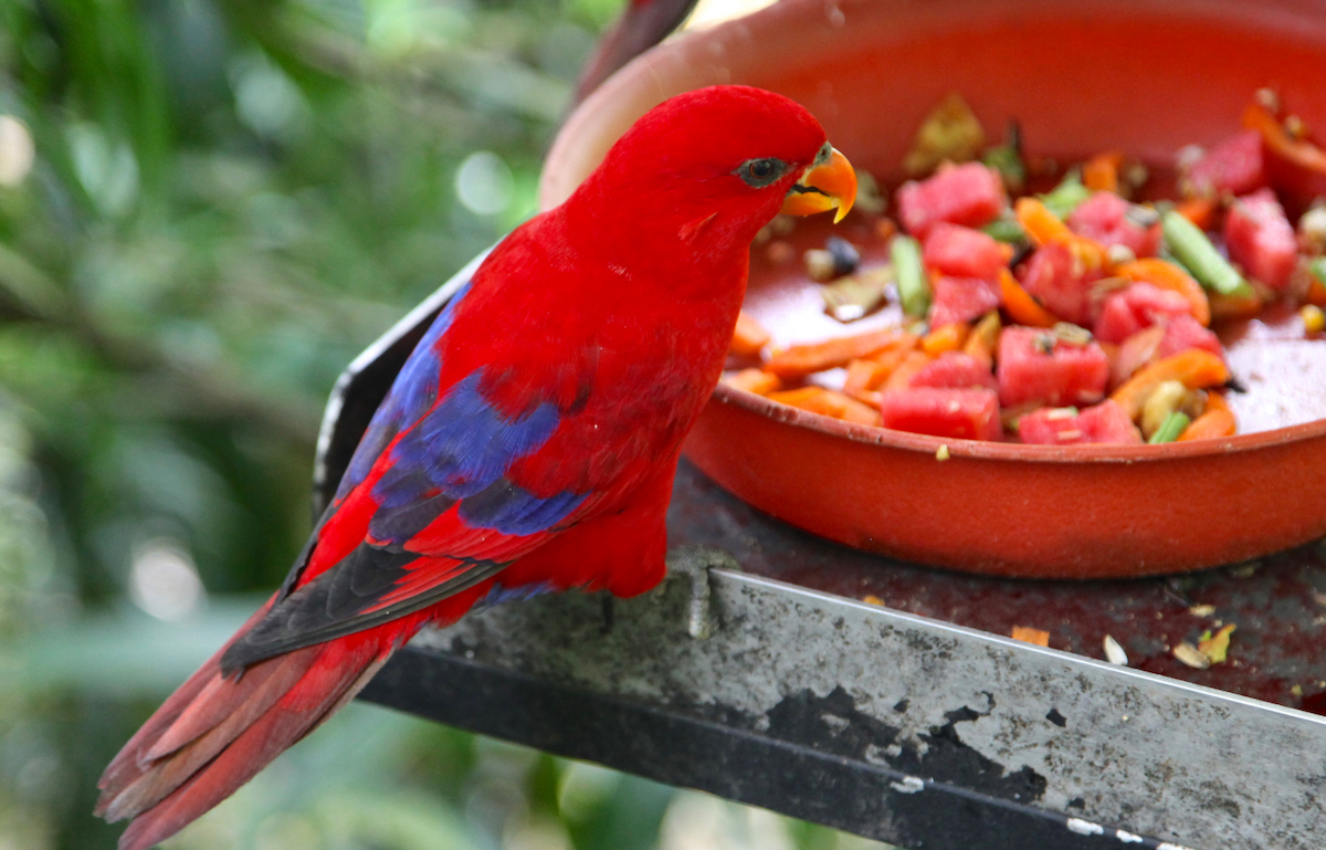Can Parrots Eat Watermelon? - Pets Gal