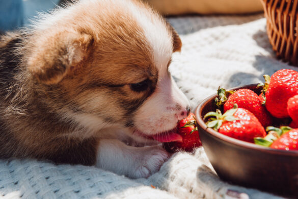 Can Dogs Eat Strawberry Yogurt? - Pets Gal