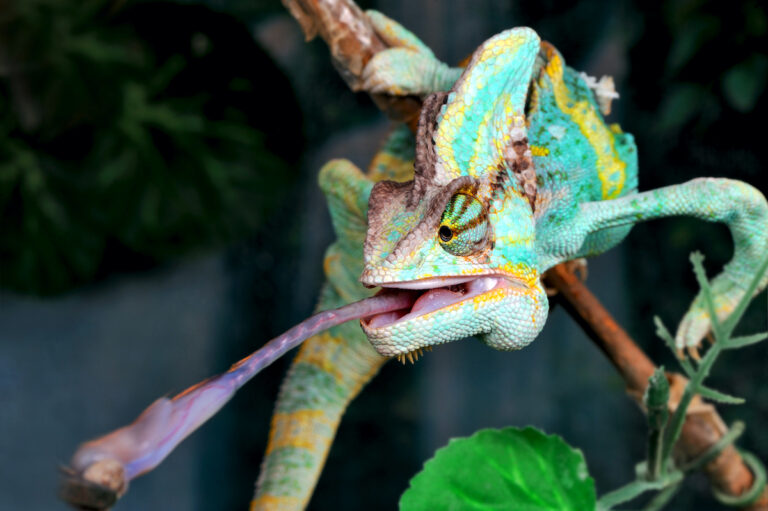 Do Chameleons Have Teeth? - Pets Gal