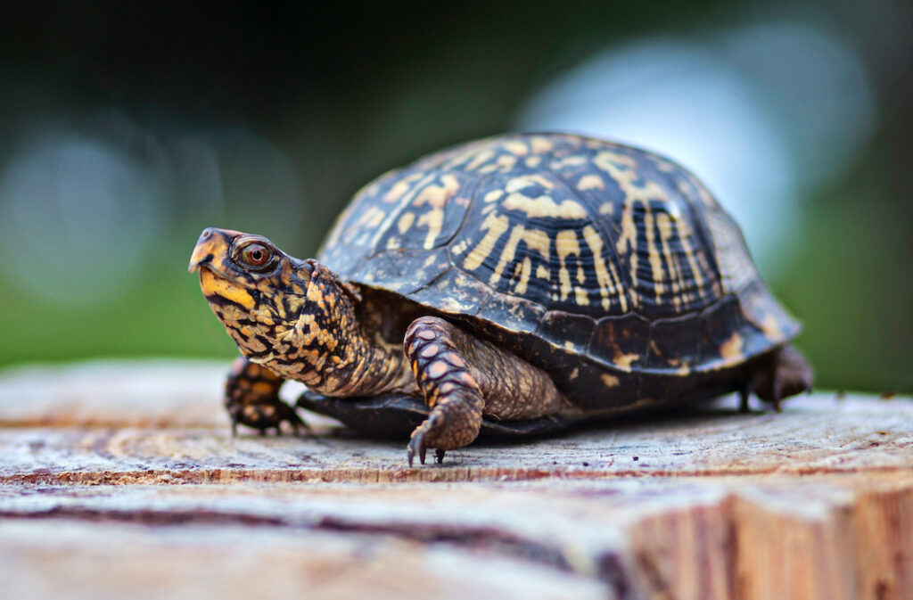 What You Need For A Box Turtle Indoor Habitat - Pets Gal