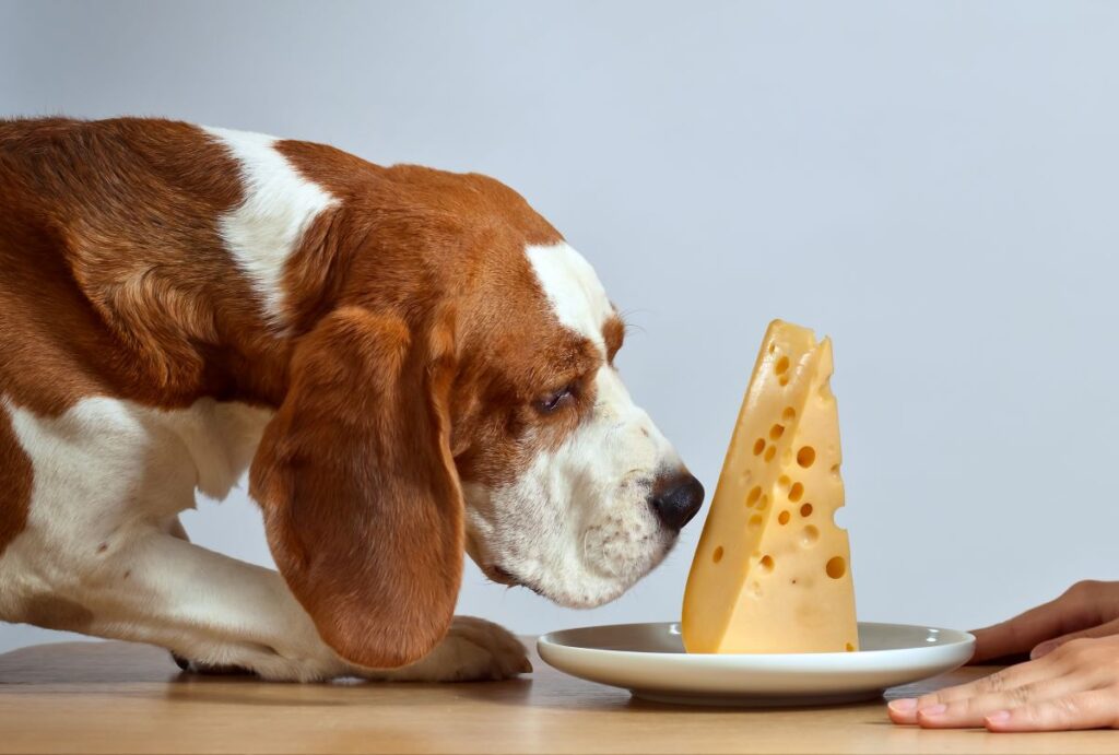 Can Dogs Eat Provolone Cheese? Pets Gal