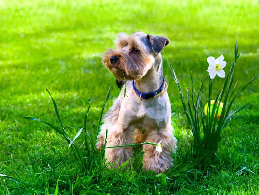 yellow-balls-in-dog-poop-what-they-could-be-pets-gal