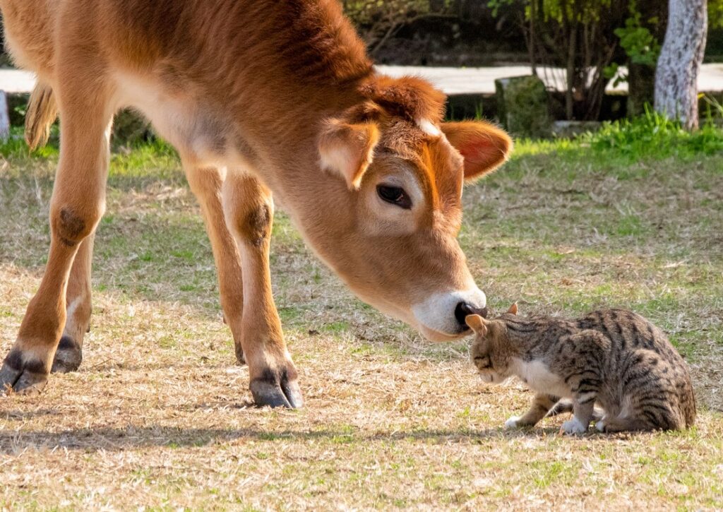 What Is A Cow Hocked Cat Pets Gal