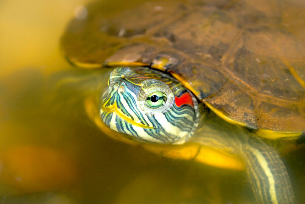 how-long-can-red-eared-sliders-go-without-food-pets-gal