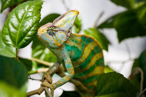 Do Chameleons Have Teeth? - Pets Gal